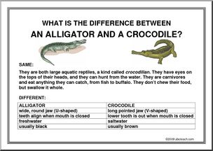 Poster: What’s the difference… between alligators and crocodiles?
