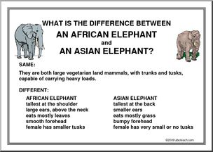 Poster: What’s the difference… between African and Asian elephants?