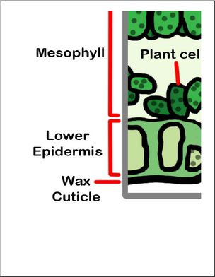 Large Poster: Plant Leaf Cross Section (color)
