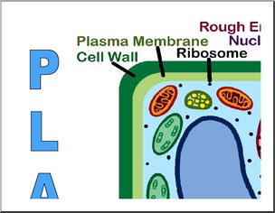 Large Poster: Plant Cell (color) – Abcteach