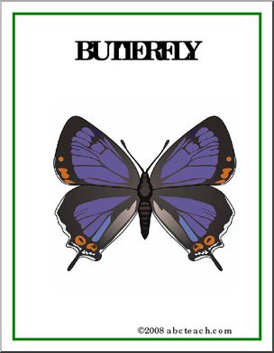 Poster: Insects – Butterfly