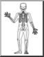 Clip Art: Human Anatomy: Skeletal System (coloring page)