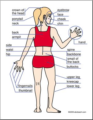 Flashcards: Body Parts (ESL) – Abcteach