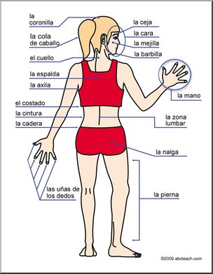 Spanish: Tarjetas de vocabulario con las partes del cuerpo – Abcteach