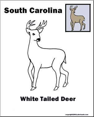 South Carolina: State Animal – White-tailed Deer – Abcteach