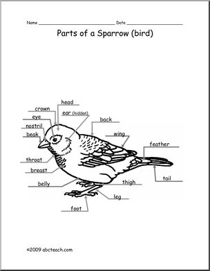 Animal Diagram: Sparrow (labeled and unlabeled)