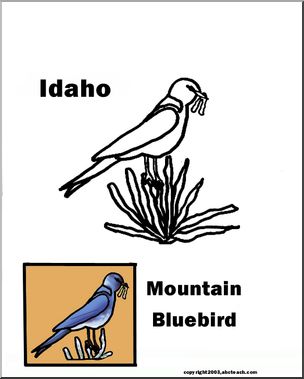 Idaho: State Bird – Mountain Bluebird – Abcteach