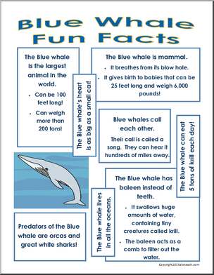 Summer Fun Packet: Blue Whale
