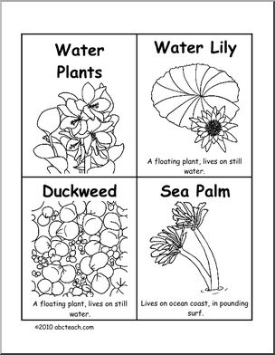 Vocabulary Cards: Water Plants (b/w) (upper elem/middle)