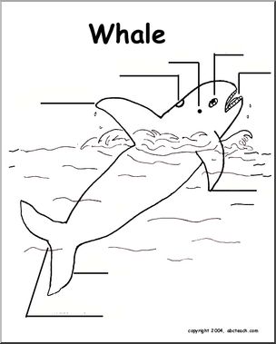 Animal Diagrams:  Whale (unlabeled parts)