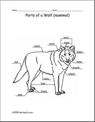 Animal Diagram: Wolf (labeled and unlabeled)